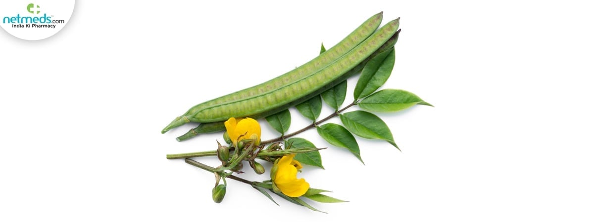 senna plant