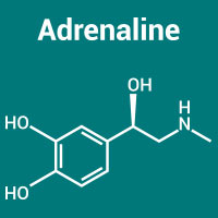 Adrenaline/Epinephrine: Structure, Crucial Functions And Adverse Effects