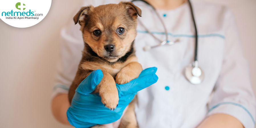 leptospirosis