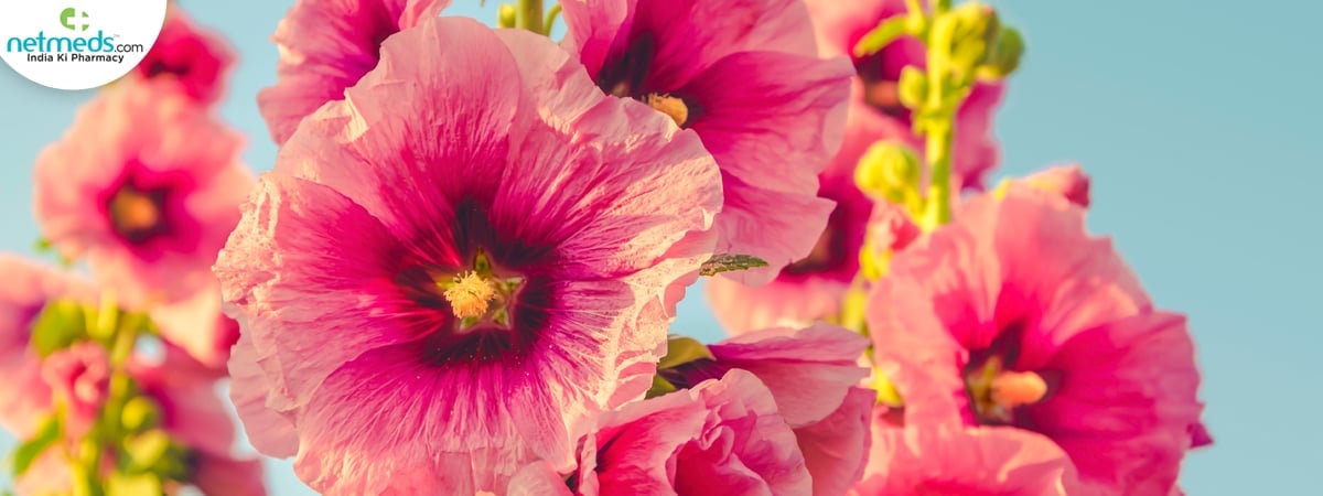 hibiscus