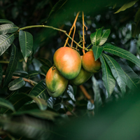 Mango Leaf: Health Benefits, Nutrition, Uses And Delectable Recipe Of These Tender Leaves