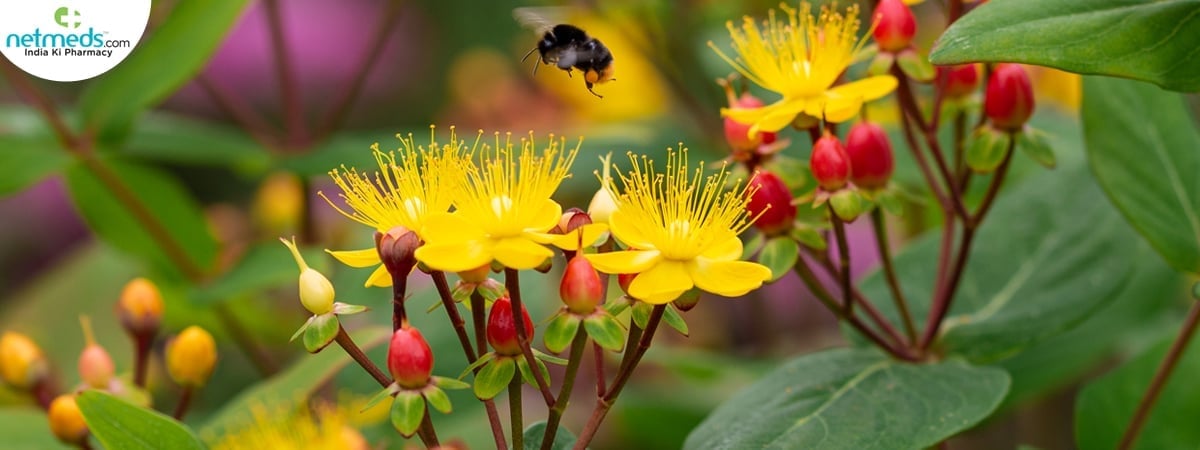 hypericum 1