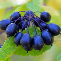 Eleuthero: Potential Health Benefits And Uses Of This Immune-Boosting Herb