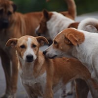 Dog Vaccination/Sterilisation: Importance, Bite Prevention And Safety Tips