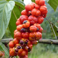 Guarana Fruit: Health Benefits, Side Effects, And Delicious Recipe From This Exotic Energizer Berry