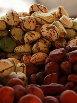 Kola Nuts: Top Health Benefits, Aphrodisiac Properties, Uses, and Side Effects Explained