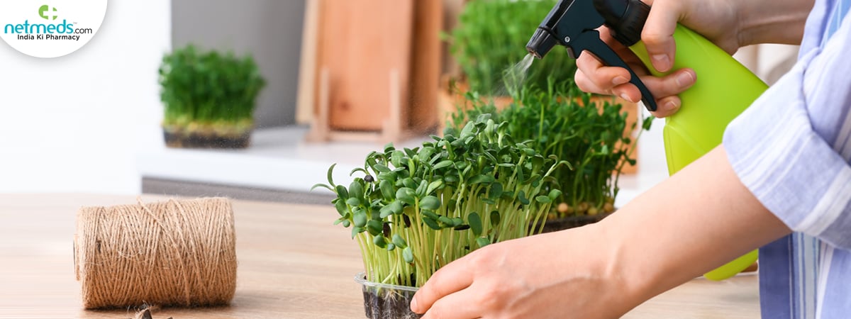 microgreens growing