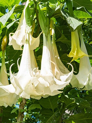 Datura: Benefits, Uses, Formulations, Ingredients, Method, Dosage and Side Effects