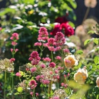 Flower Power To Boost Your Daily Meals