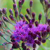 Vernonia Cinerea/Sahadevi: Uses, Key Health Benefits Of This Herb For Liver, Skin, And Immunity