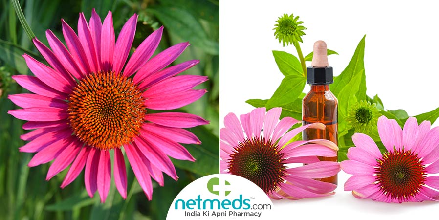 Echinacea Angustifolia