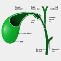 Gall Bladder Cancer : Causes, Symptoms and Treatment