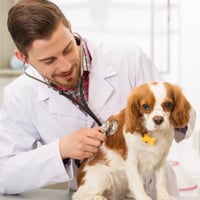Common Feline And Canine Health Issues: Symptoms, Causes And How To Protect Your Pets From These Illnesses
