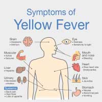 Yellow Fever: Causes, Symptoms, And Treatment