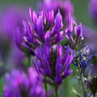 Astragalus: Uses, Health Benefits, Dosage And Side Effects Of This Medicinal Herb       