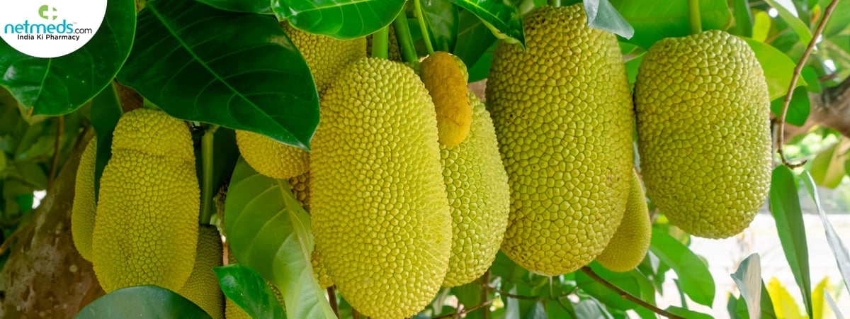 Cempedak plant