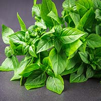Lemon Basil: Incredible Health Benefits Of This Aromatic Herb, Recipes Inside