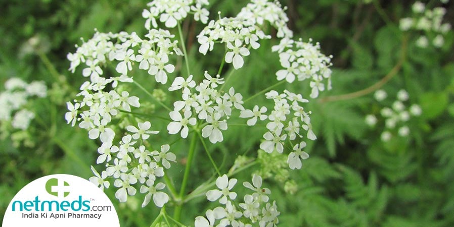 Daucus Carota plant with flowers