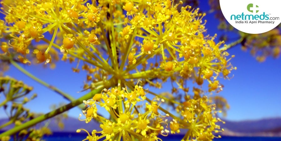 Ferulic acid - fennel flower