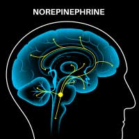Noradrenaline/Norepinephrine: Structure, Crucial Functions And Adverse Effects