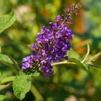 Chasteberry: Charming Flower With Wholesome Health Benefits That You Didn’t Know Of- Infographics