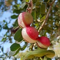 Jungle Jalebi: The Astonishing Health Benefits Of The Madras Thorn Fruit