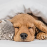 Sleep Issues In Pets With Joint Problems: How Much Rest A Canine Needs?