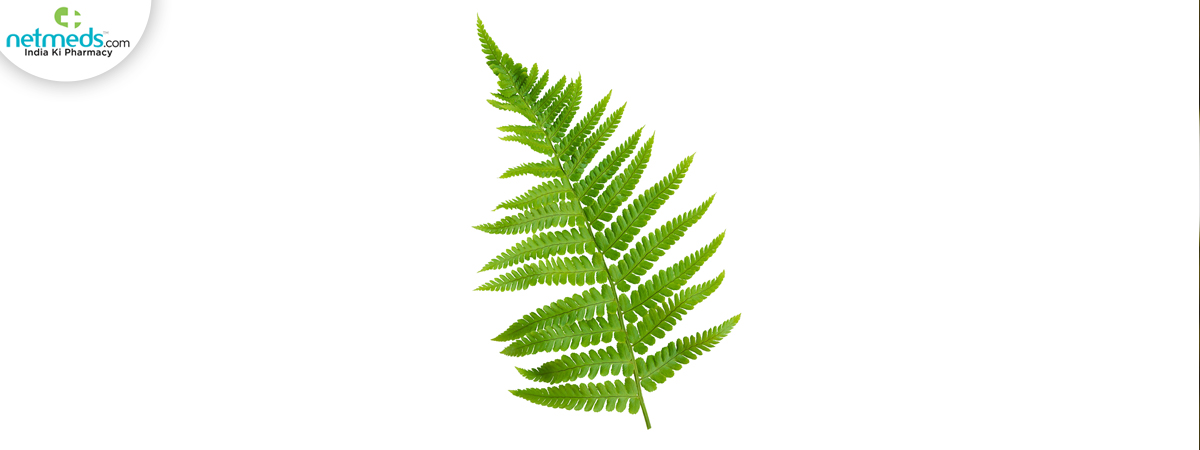 fern leaf