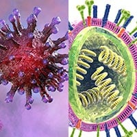 Coronavirus And Flu: This Is How COVID-19 And Influenza Differ At Many Levels