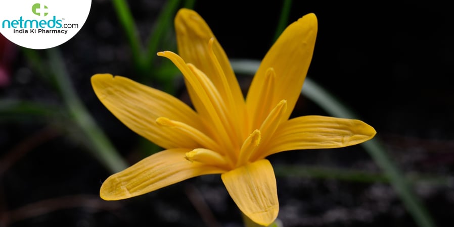 colchicum