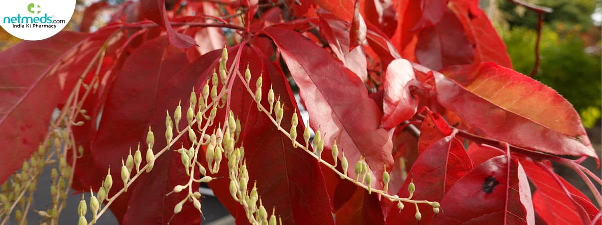 Sourwood_1200x450