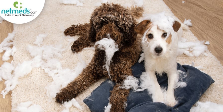 Pet behaviour