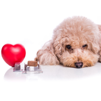 What Is Heartworm Disease In Dogs? Symptoms, Treatment And Prevention