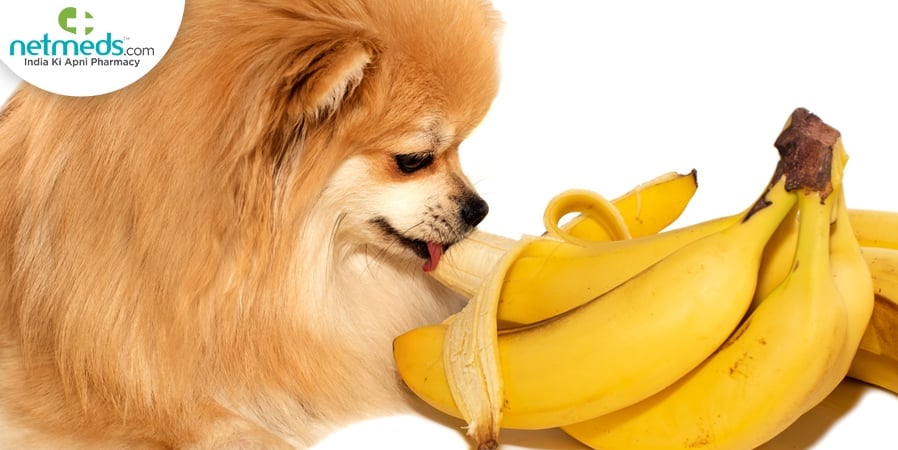 Fruits for dog