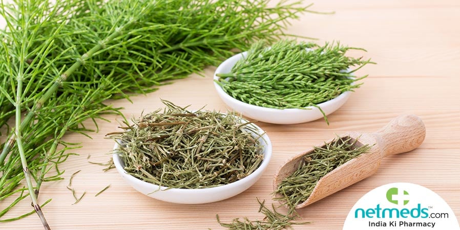 Equisetum
