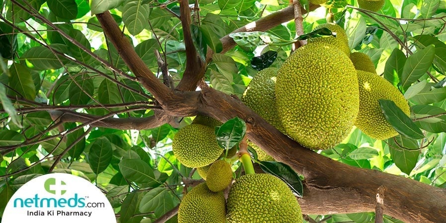 Jackfruit Tree