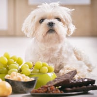 Can You Feed Fruits To Your Pets? 5 Safe Picks, Benefits And Precautions