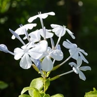 Chitrak/ Plumbago zeylanica: Benefits, Uses, Ayurvedic Indications, Dosage, Precautions and Side Effects