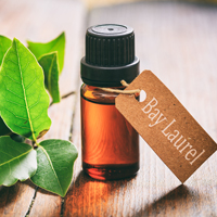 Bay Laurel Oil: Uses, Benefits, Precautions, And Creative Ways to Harness This Aromatic Tincture