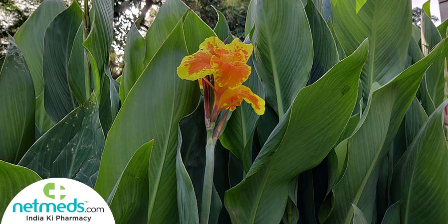 arrowroot plant