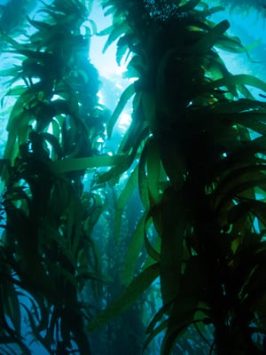 What Is Marine Algae? Discover Skin Healing Benefits, Uses And Applications