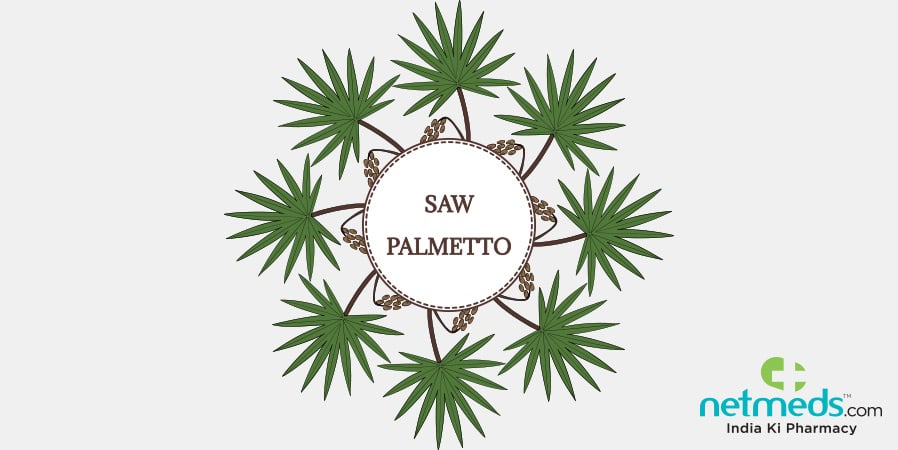 Saw Palmetto