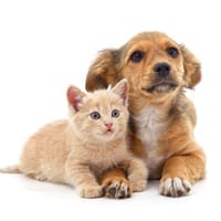 How Pollution Affects Pet Health: Tips to Protect Your Dog And Cat From Environmental Harm