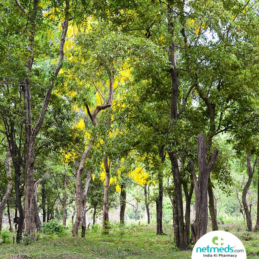sandalwood tree
