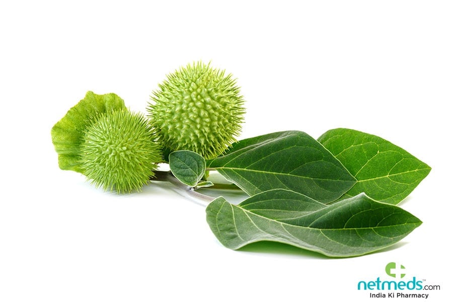 parts of datura used