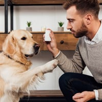 Dog Health: Top 5 Nutritional Supplements For Every Pet's Daily Health Needs