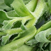Ice Plant: Uses, Nutrition, Recipe and Health Benefits Of This Leafy Green