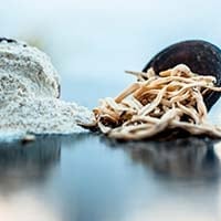 Safed Musli: Benefits, Formulation, Uses, Dosage, And Side Effects