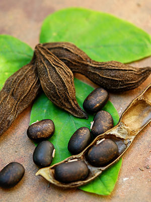 Kaunch Beej: Health Benefits, Nutrition, Uses In Ayurveda, Recipes, Side Effects