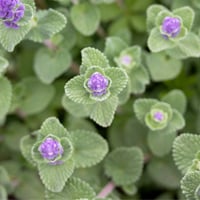 Catnip Herb: Uses, Health Benefits, Side Effects And Easy Herbal Remedy From This Aromatic Tincture